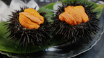 Stock-photo-sea-urchin-222487771