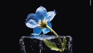View-ice-cube-with-flower%20freepik