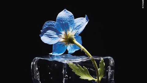 View-ice-cube-with-flower%20freepik